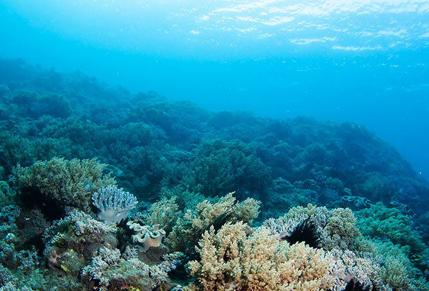 Climate and Corals